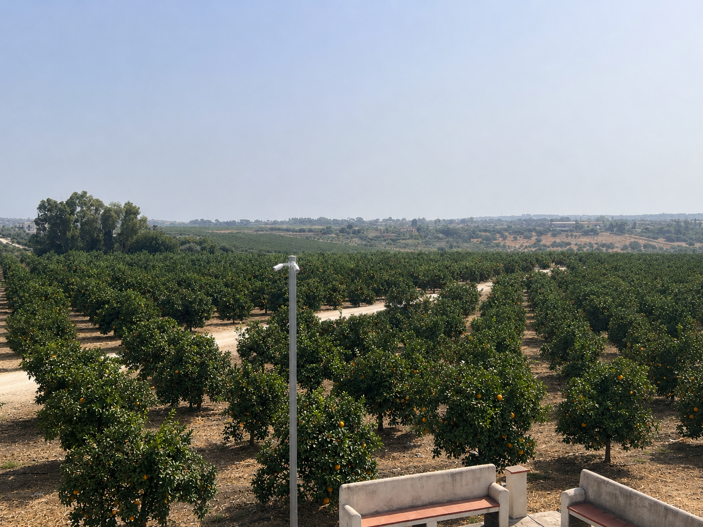 Bio-Orangen im Citrus Garden