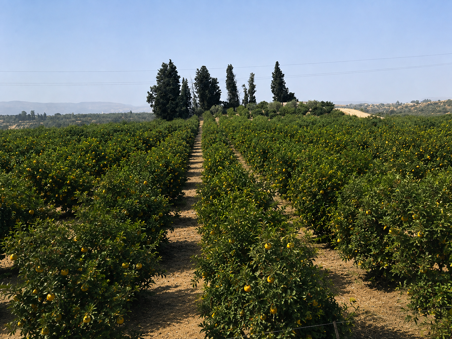 Echte Bio-Zitronenflächen des Citrus Garden in Sizilien
